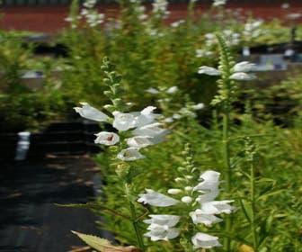 Scharnierpflanze (Physostegia virginiana 'Alba')