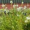 Scharnierpflanze (Physostegia virginiana 'Alba') BIO