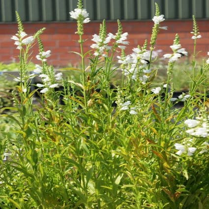 Scharnierpflanze (Physostegia virginiana 'Alba') BIO