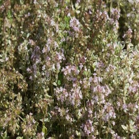Thymian (Thymus citriodorus 'Silver Queen')