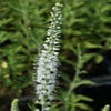 Ehrenpreis (Veronica spicata 'Icicle')