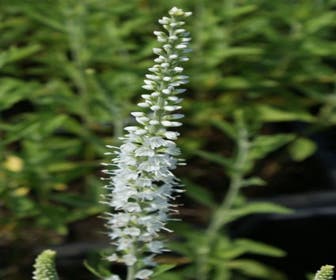 Ehrenpreis (Veronica spicata 'Icicle')