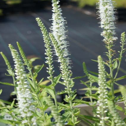 Ehrenpreis (Veronica spicata 'Icicle')