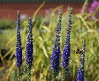 Ehrenpreis (Veronica 'Sunny Border Blue')