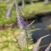 Virginische Ehrenpreis (Veronicastrum virginicum 'Fascination')