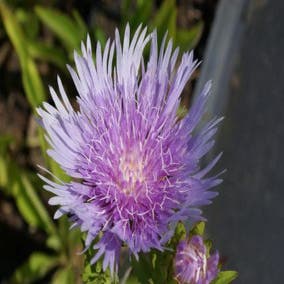 Kornblumenaster (Stokesia laevis)