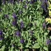 Salbei (Salvia nemorosa 'Heumanarc')