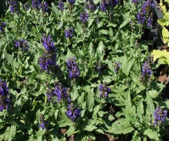 Salbei (Salvia nemorosa 'Heumanarc')