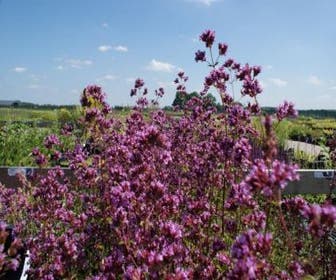 Majoran/Marjoran (Origanum laevigatum 'Hopleys')