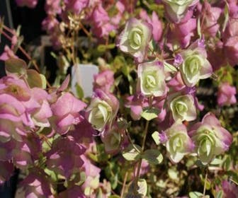 Majoran (Origanum rotundifolium 'Kent Beauty')