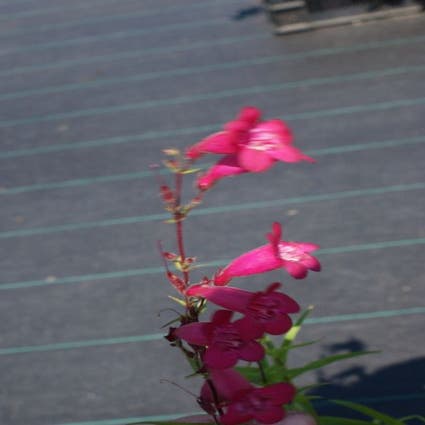 Schildpattblume (Penstemon 'Andenken an F. Hahn')