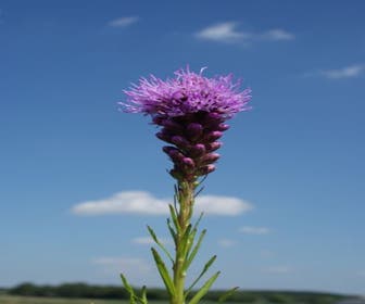 Lampenputzer (Liatris spicata 'Kobold') BIO
