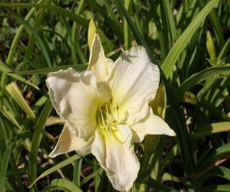 Taglilie (Hemerocallis 'Joan Senior')