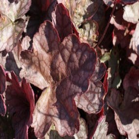 Purpurglöckchen (Heuchera 'Cascade Dawn')