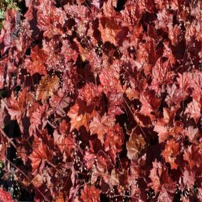 Purpurglöckchen (Heuchera micrantha 'Palace Purple')