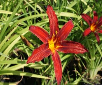 Taglilie (Hemerocallis 'Crimson Pirate')