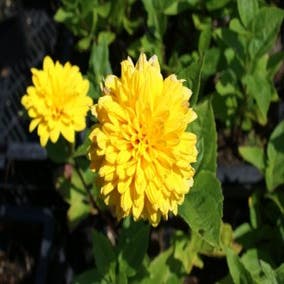 Sonnenblume (Helianthus decapetalus 'Soleil d'Or')