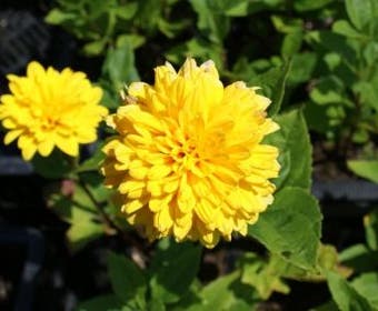 Sonnenblume (Helianthus decapetalus 'Soleil d'Or')