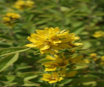 Punkt-Gilbweiderich (Lysimachia punctata)