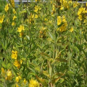 Punkt-Gilbweiderich (Lysimachia punctata)