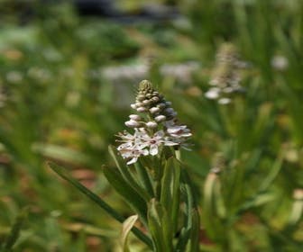 Wederich (Lysimachia ephemerum)