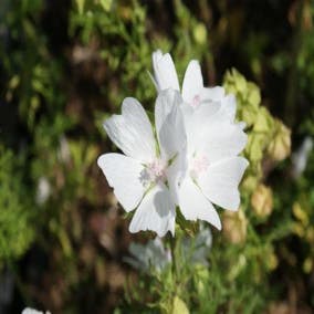 Moschus-Malve 'Alba' (Malva moschata 'Alba')