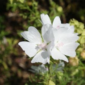 Moschus-Malve 'Alba' (Malva moschata 'Alba')