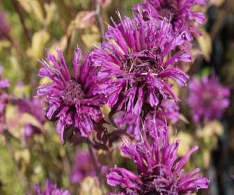 Bergamotte (Monarda 'Scorpion')