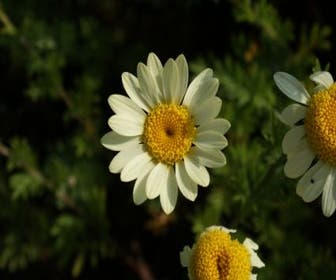 Gelbe Kamille / Färberkamille (Anthemis hybrida 'E.C. Buxton')