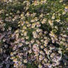 Aster (Aster ericoides 'Erlkönig')