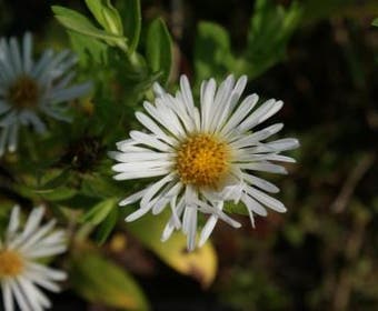 Aster (Aster novi-angliae 'Herbstschnee')