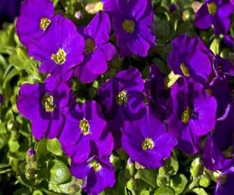 Blaukissen (Aubrieta 'Cascade Purple')