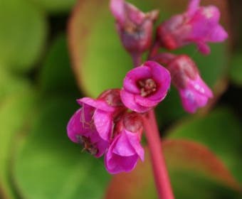 Schoenlappersplant (Bergenia cordifolia 'Eroica')