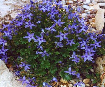 Glockenblume (Campanula garganica)