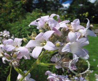 Glockenblume (Campanula lactiflora 'Pouffe')