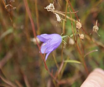 Glockenblume (Campanula rotundifolia 'Olympica')