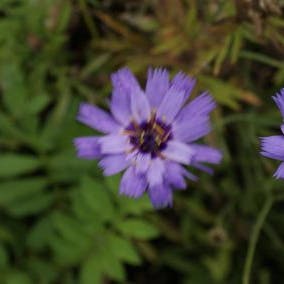 Blaue Strobloem (Catananche caerulea)