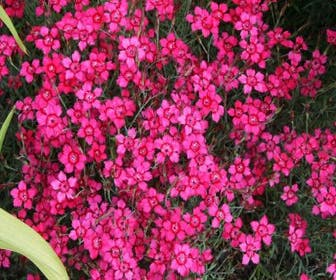 Nelke (Dianthus deltoides 'Brilliant')