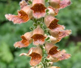 Fingerhut (Digitalis ferruginea 'Gelber Herold')