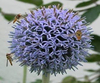 Kugeldistel (Echinops bannaticus)