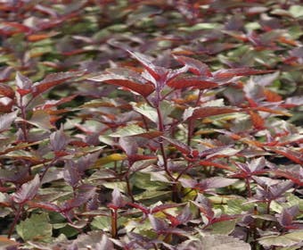 Leberkraut (Eupatorium rugosum 'Chocolate')