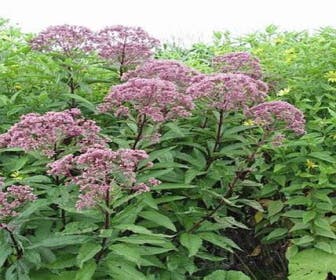 Leberkraut (Eupatorium maculatum 'Purple Bush')