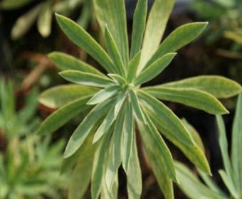 Wolfsmilch (Euphorbia characias 'Humpty Dumpty')