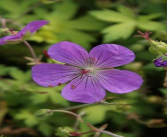 Storchschnabel 'Blue Sunrise'