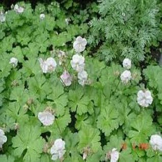 Storchschnabel (Geranium cantabrigiense 'St. Ola')