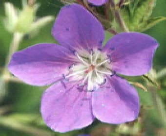 Storchschnabel (Geranium sylvaticum 'Birch Lilac')
