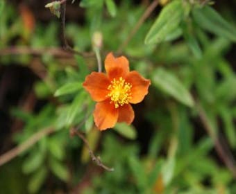 Sonnenröschen (Helianthemum 'Bronzeteppich')