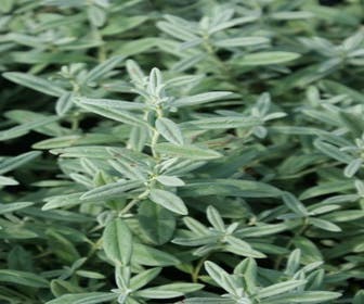 Sonnenröschen (Helianthemum 'Rhodanthe Carneum')