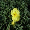 Sonnenröschen (Helianthemum 'Wisley Primrose')