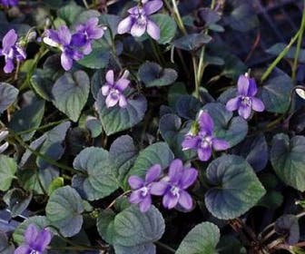 Veilchen (Viola labradorica)